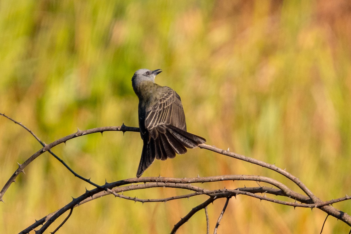 Tropical Kingbird - ML618101698