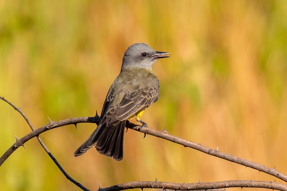 Tropical Kingbird - ML618101700