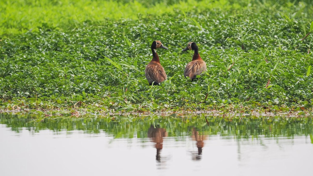 White-faced Whistling-Duck - ML618101721