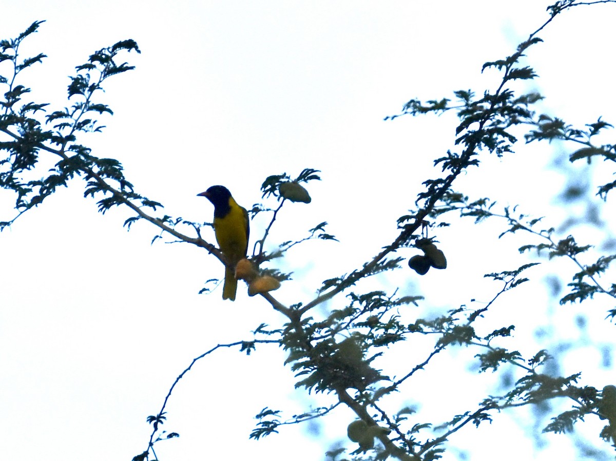 African Black-headed Oriole - Shirley Bobier