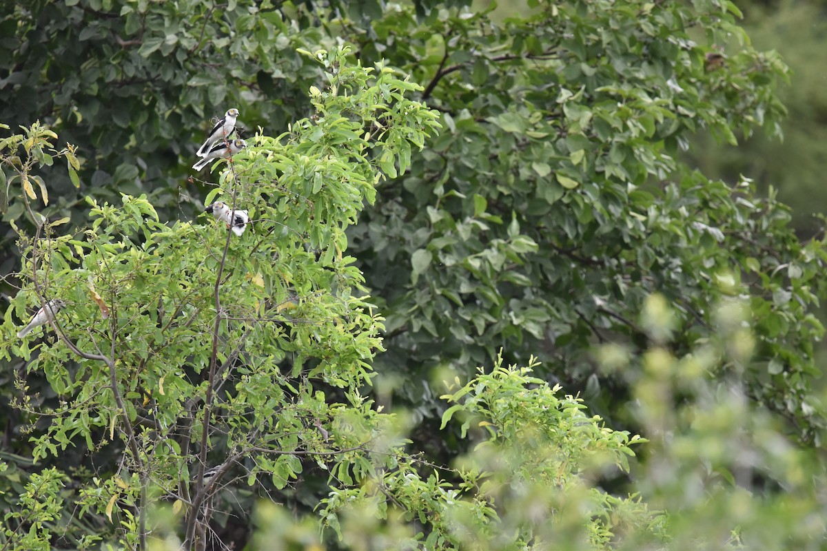 White Helmetshrike - ML618101749