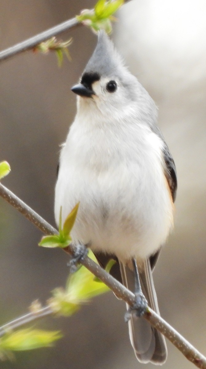 Tufted Titmouse - alan murray