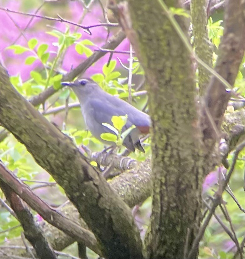 Gray Catbird - Greg J