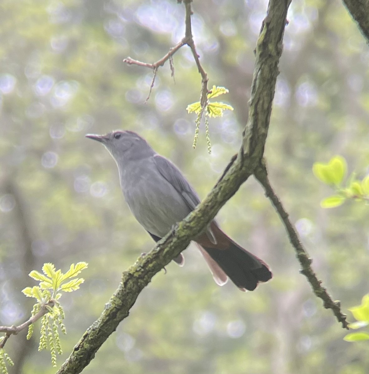 Gray Catbird - Greg J