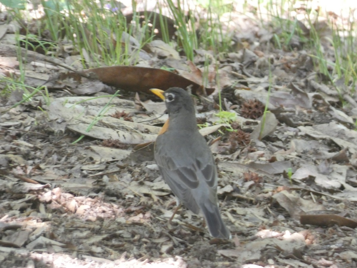 American Robin (migratorius Group) - ML618101772