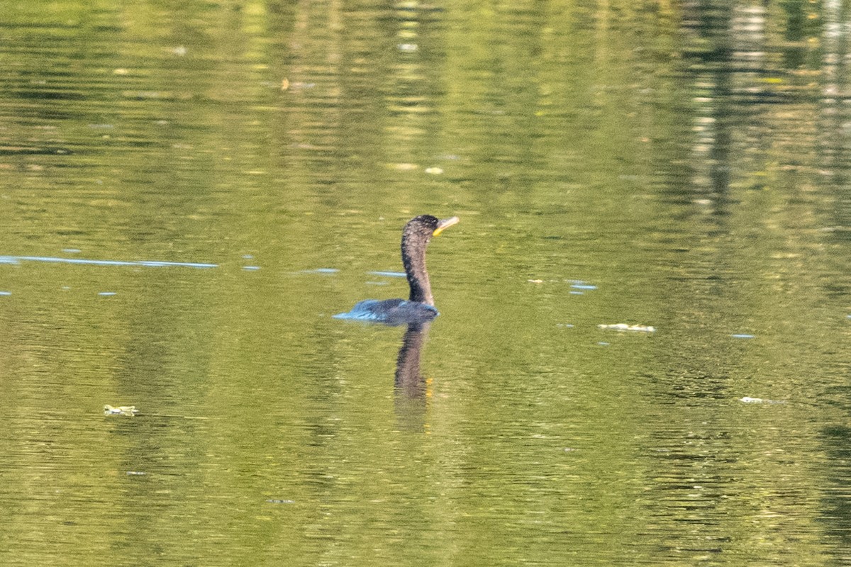 Neotropic Cormorant - ML618101779