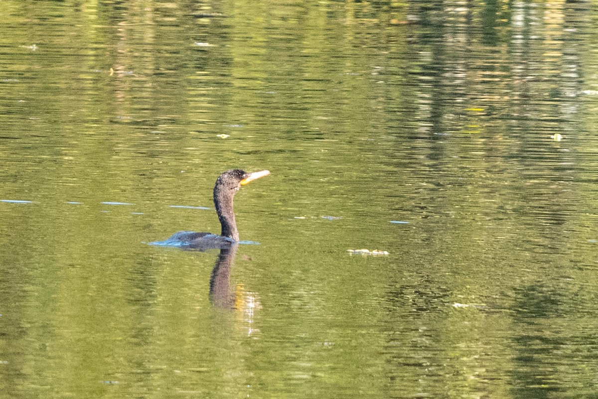 Neotropic Cormorant - ML618101780