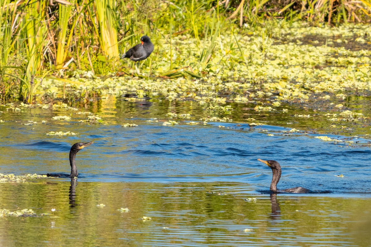 Common Gallinule - ML618101802