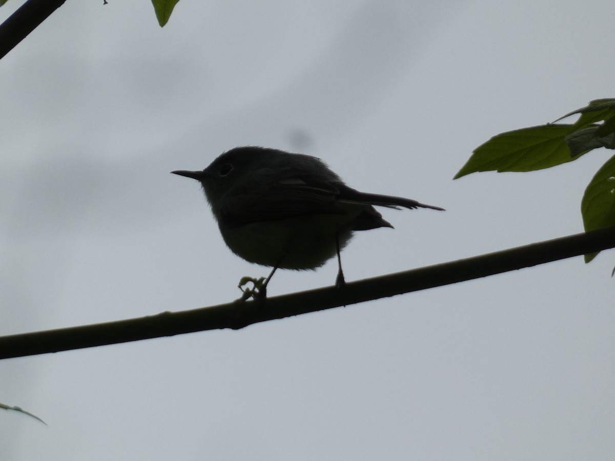 Blue-gray Gnatcatcher (Eastern) - ML618101804