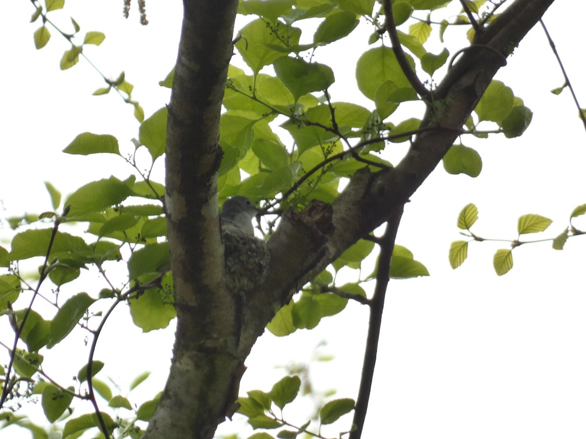 Blue-gray Gnatcatcher (Eastern) - ML618101805