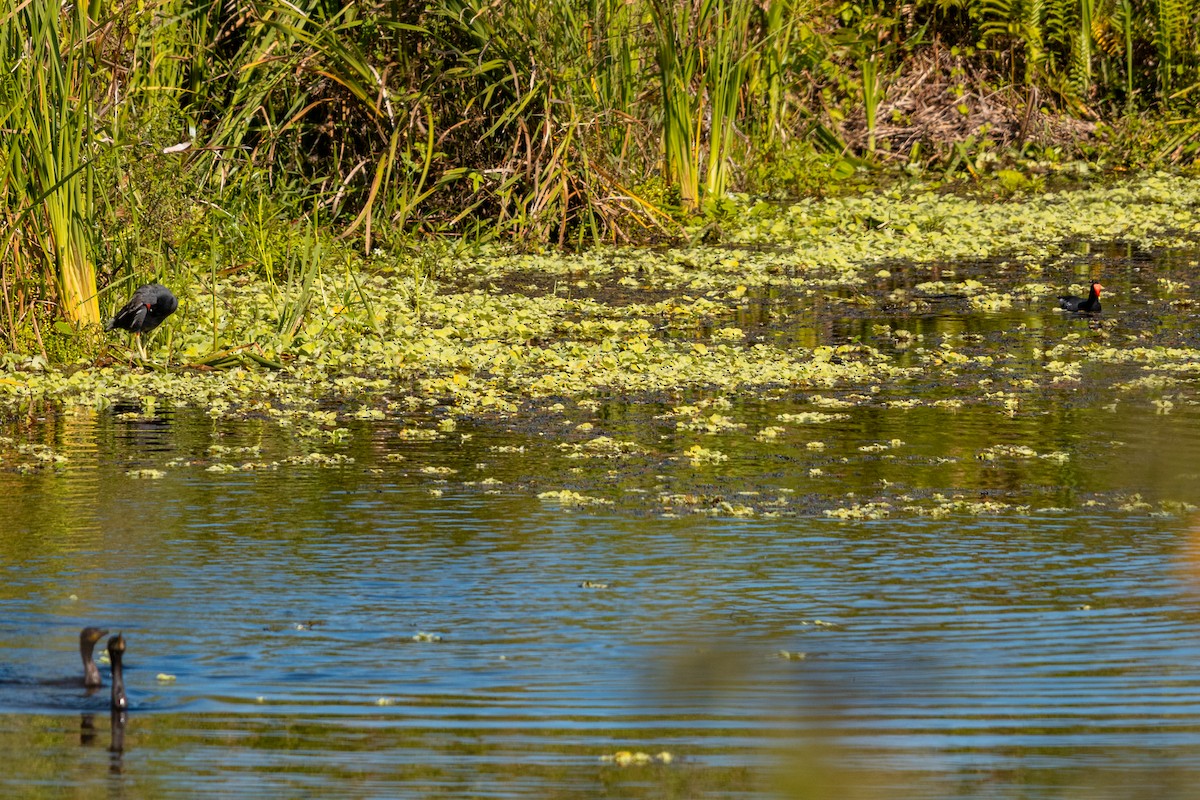 Common Gallinule - ML618101810