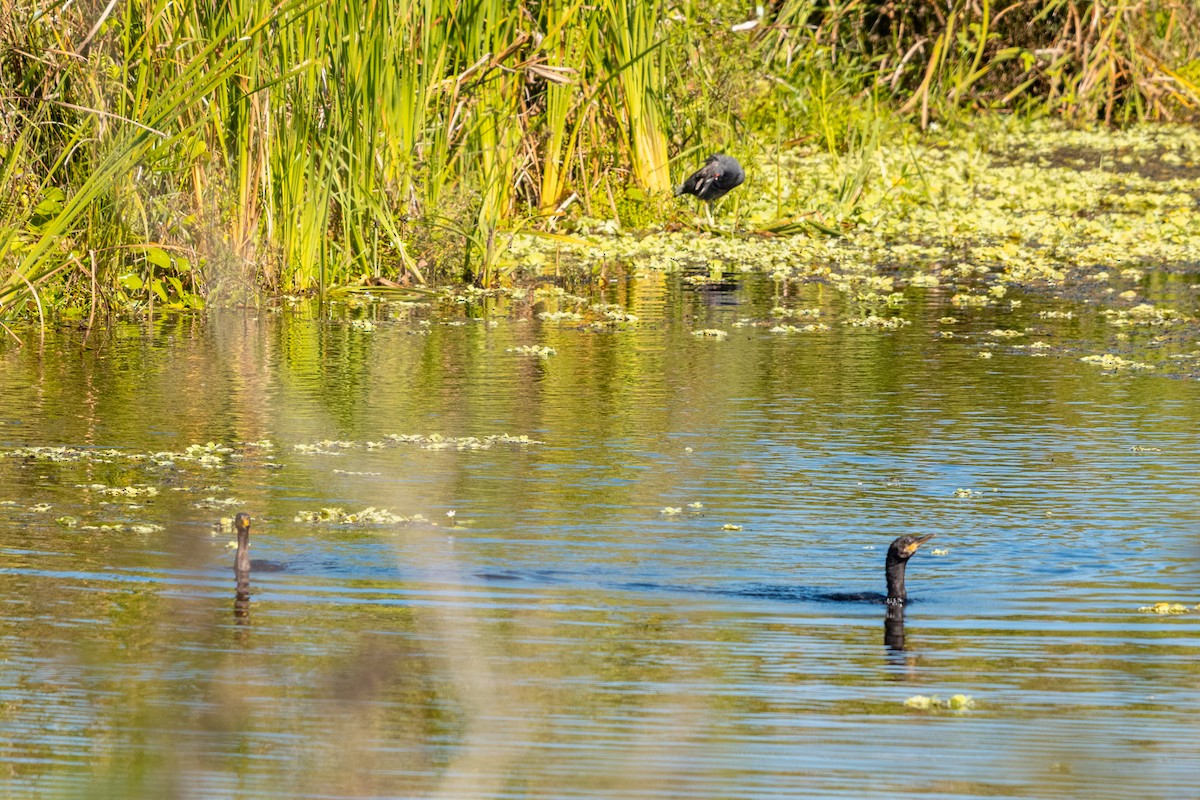 Neotropic Cormorant - ML618101815