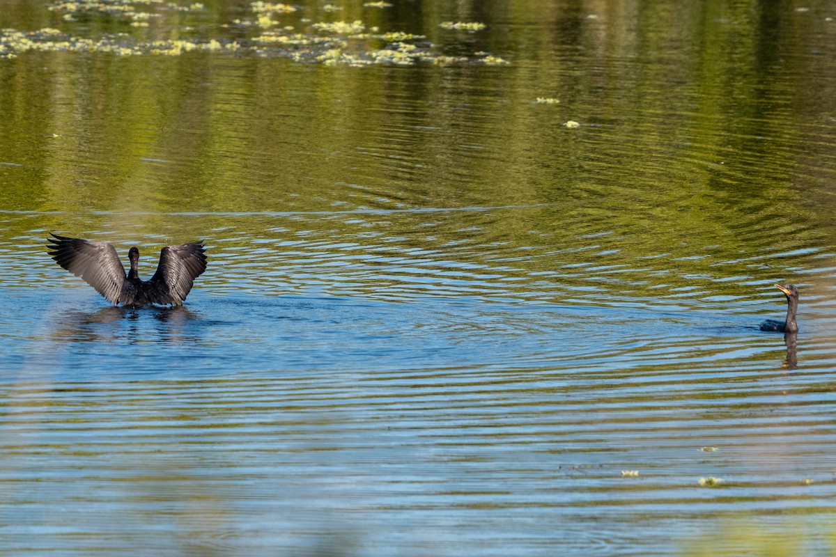 Neotropic Cormorant - ML618101816