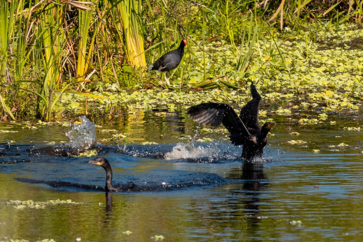 Neotropic Cormorant - ML618101817