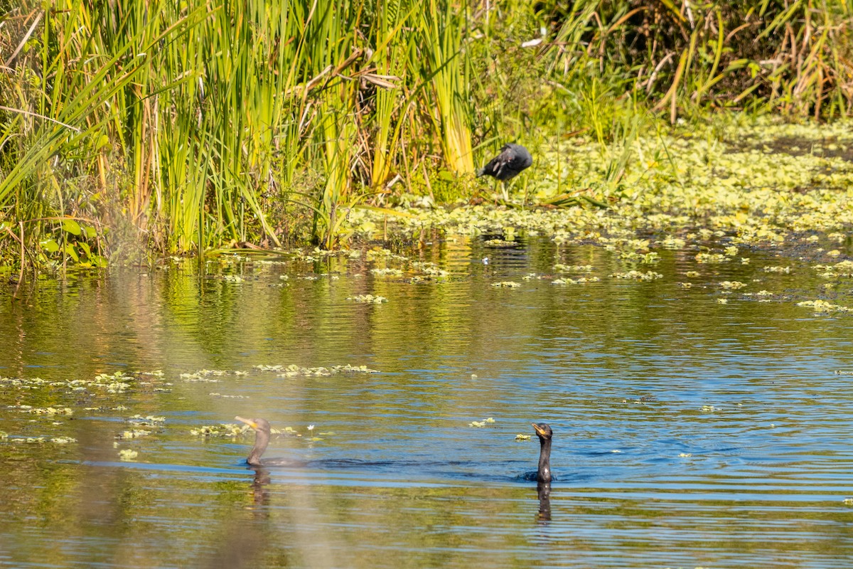 Neotropic Cormorant - ML618101820