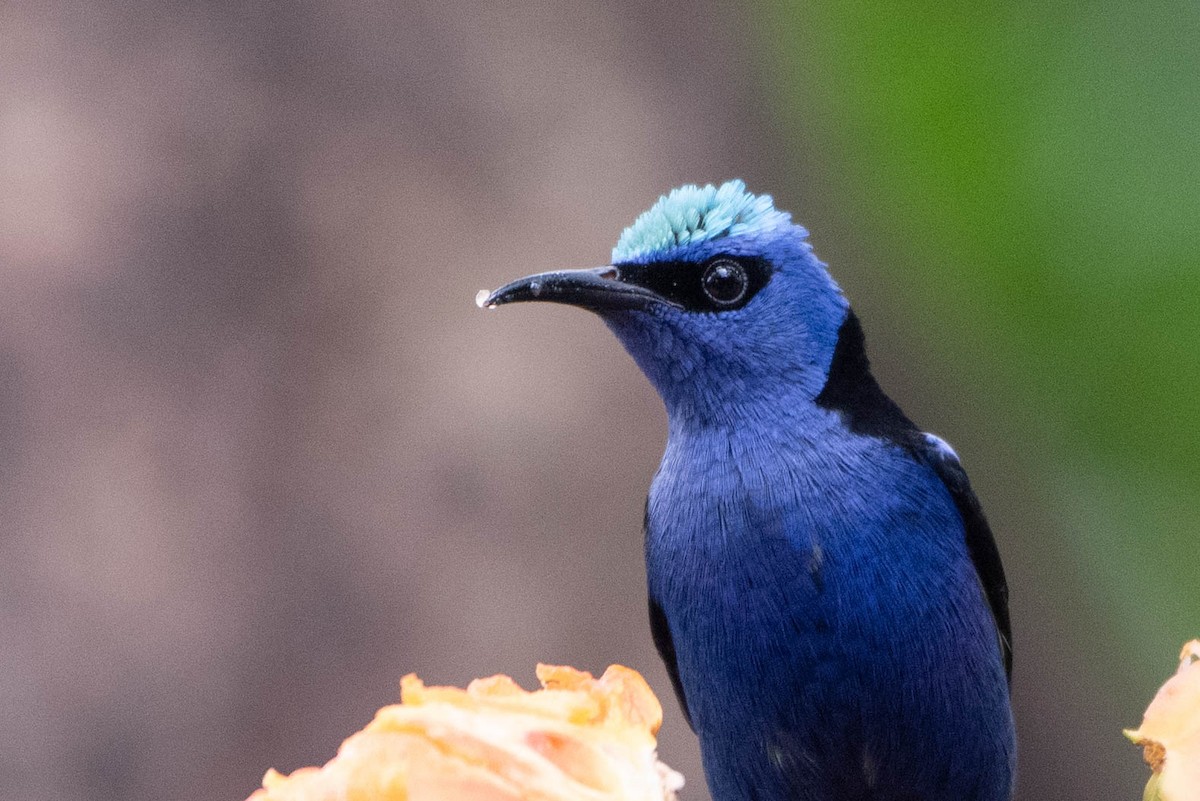 Red-legged Honeycreeper - Andrea Heine