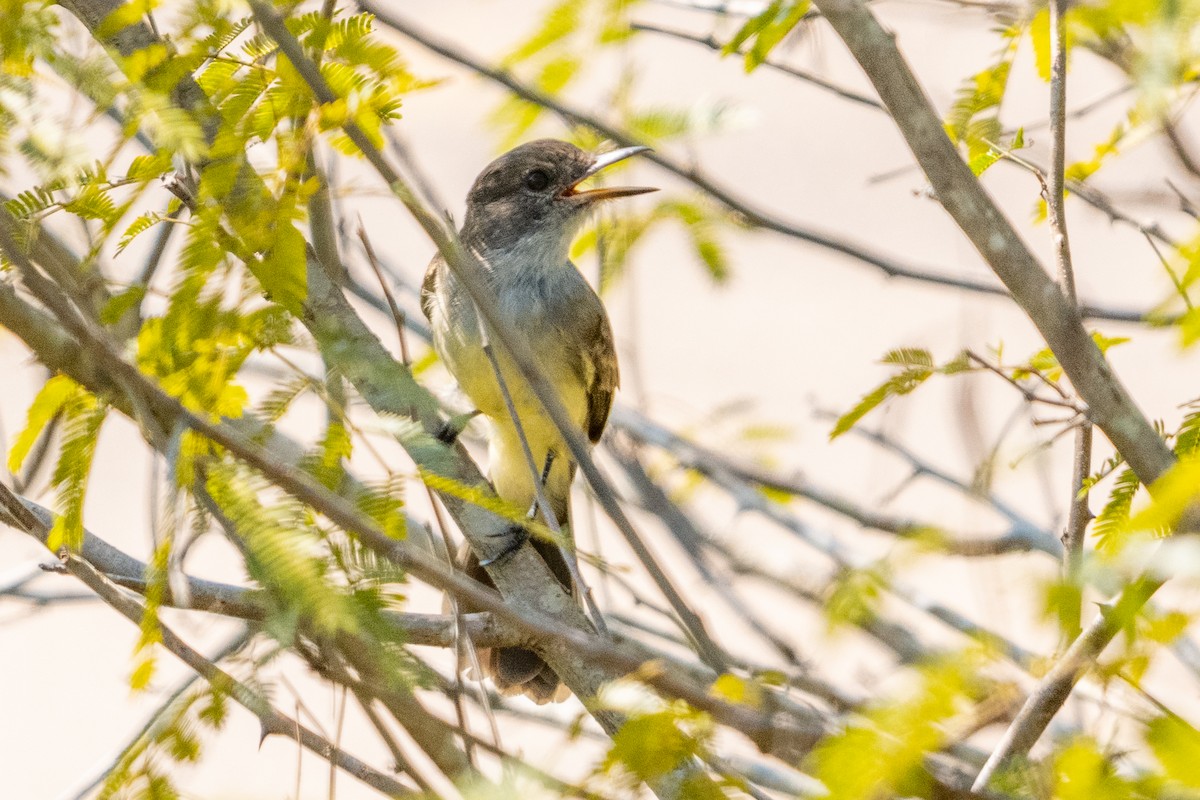 Dusky-capped Flycatcher - ML618101836