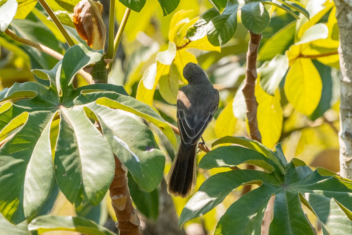 Dusky-capped Flycatcher - ML618101837