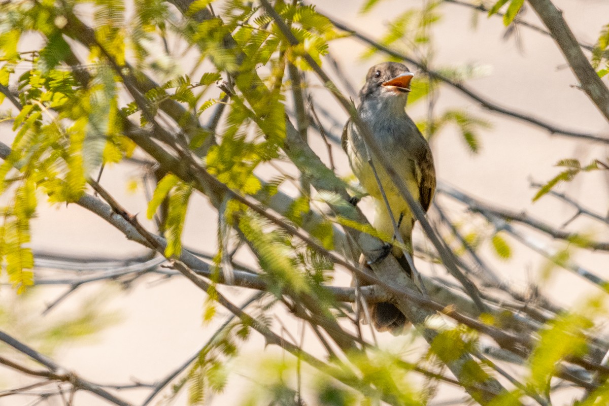 Dusky-capped Flycatcher - ML618101839