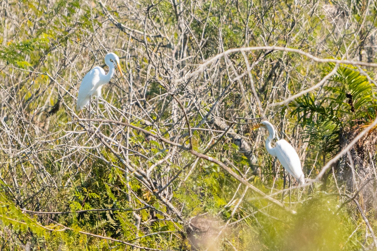 Great Egret - Leonam Torre