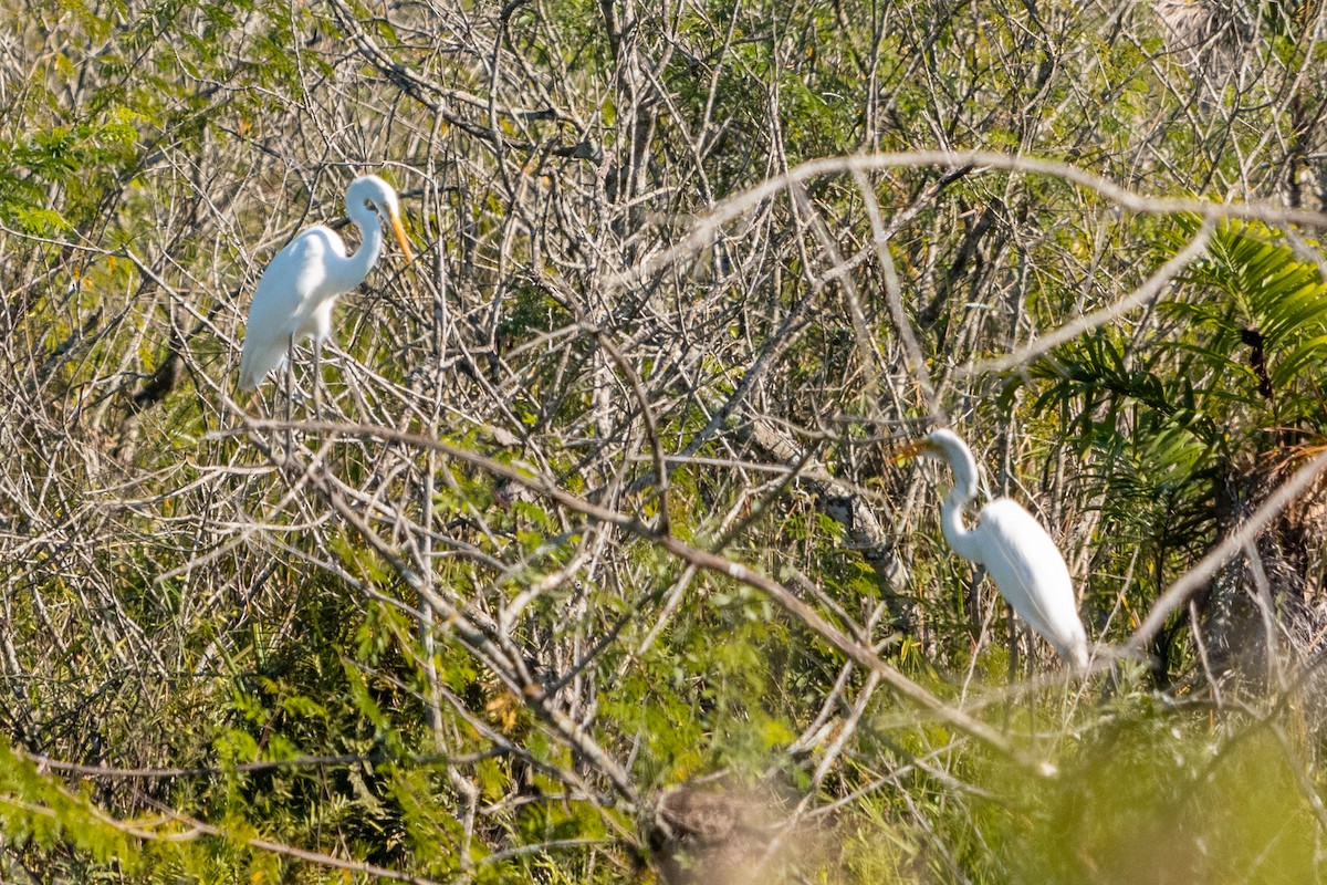 Great Egret - Leonam Torre