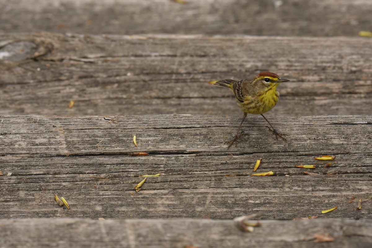 Palm Warbler - Tom callaci