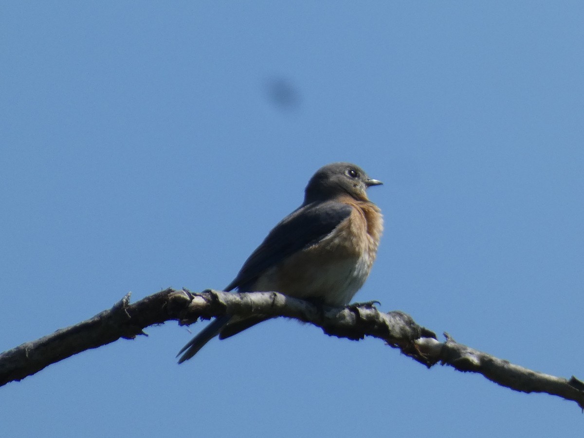 Eastern Bluebird (Eastern) - ML618101891
