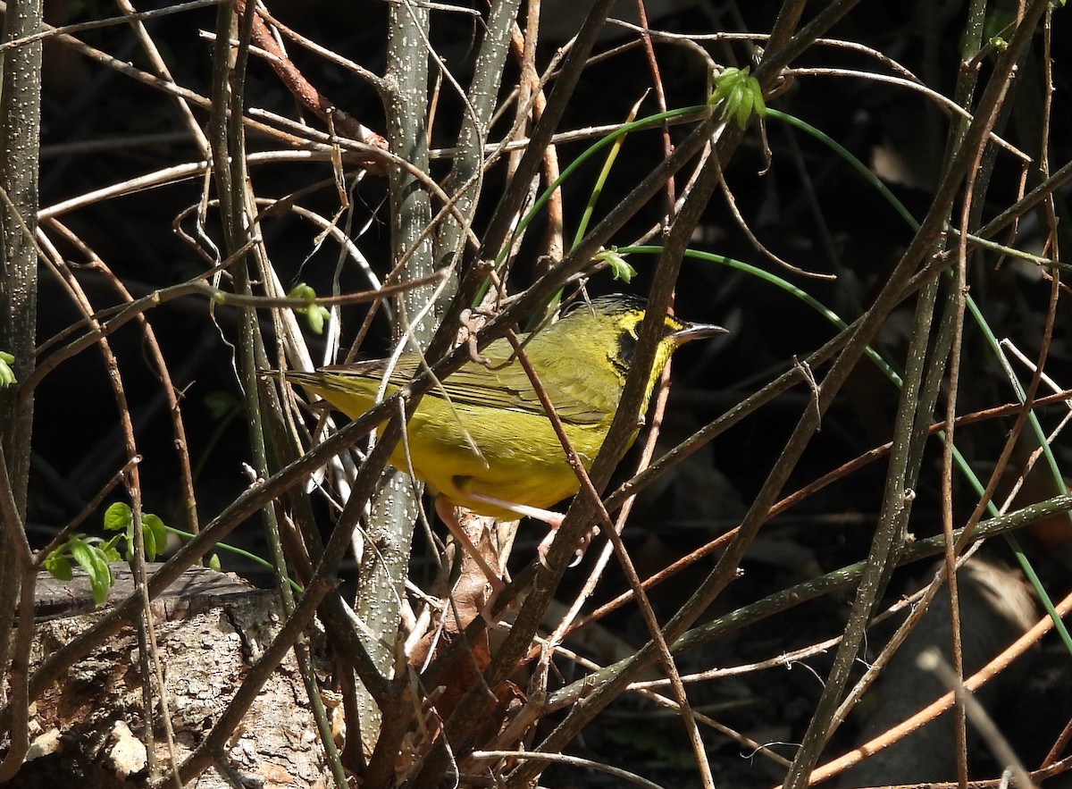 Kentucky Warbler - Nick Dawson