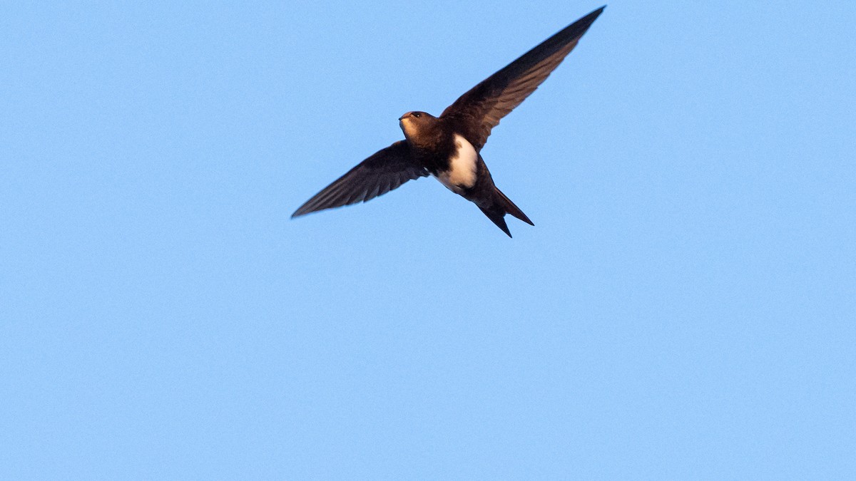 Pallid Swift - The Urban Birder