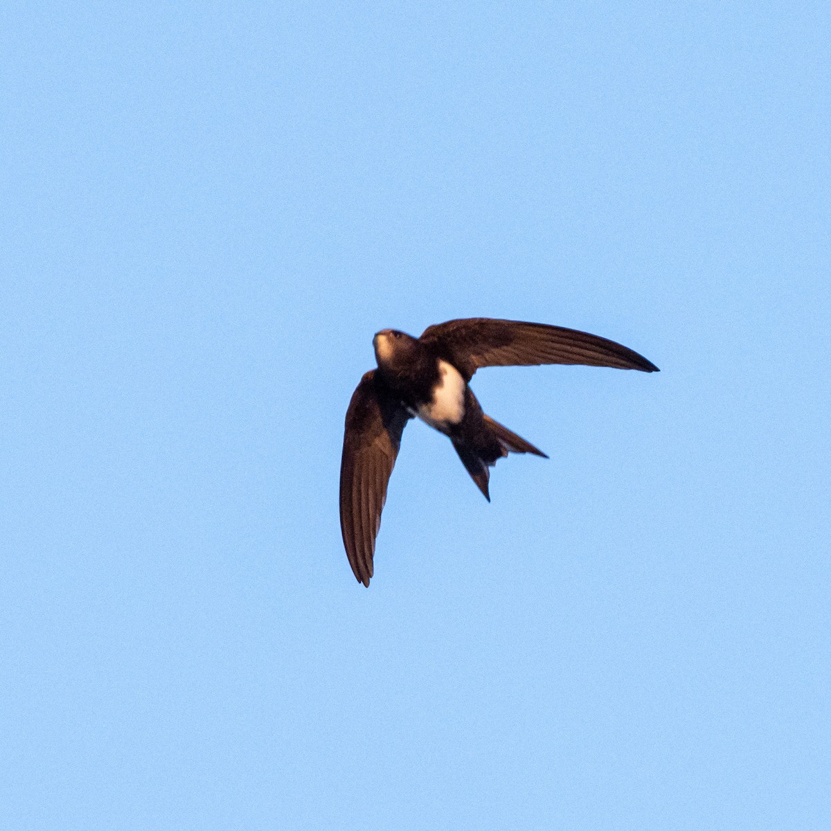 Pallid Swift - The Urban Birder