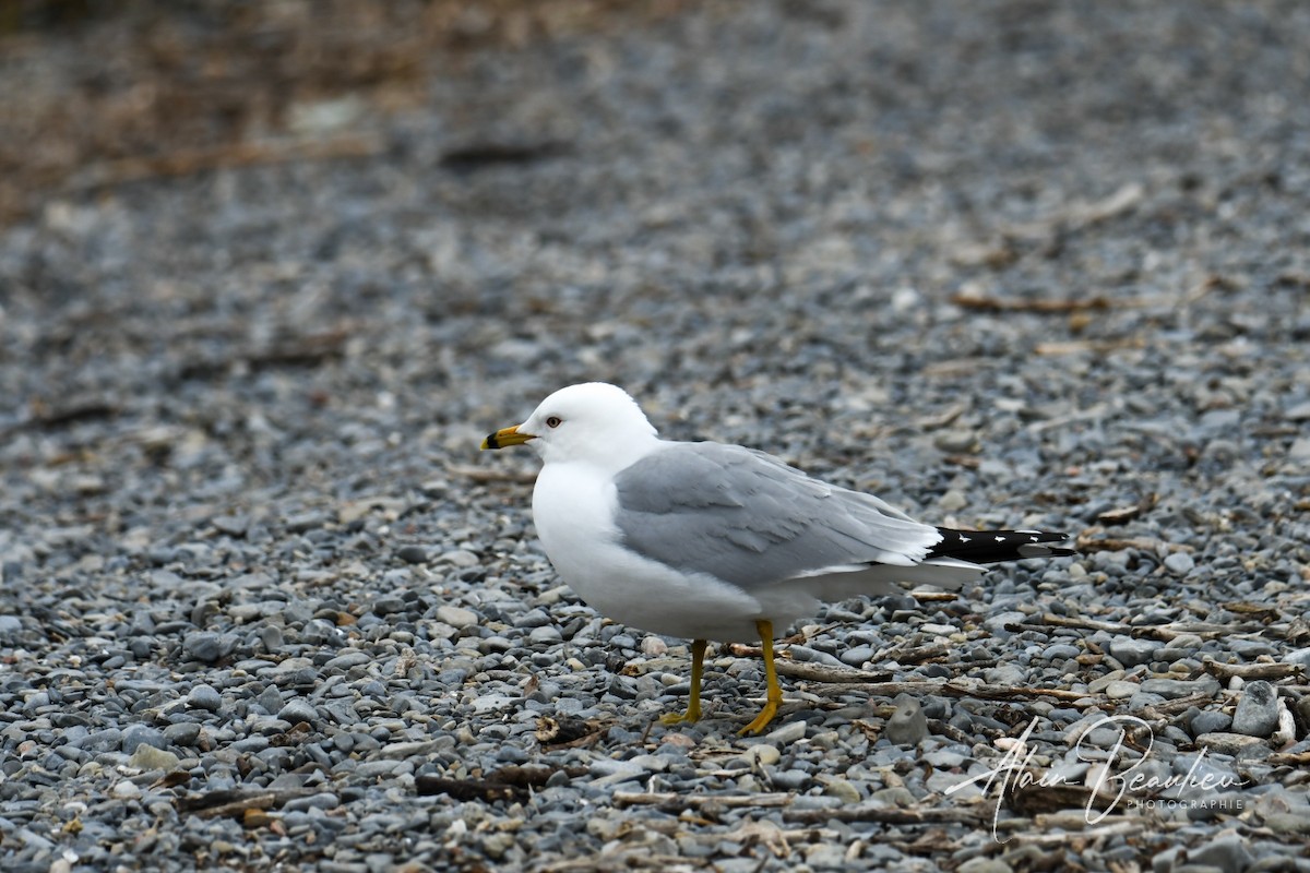 Ring-billed Gull - Alain Beaulieu