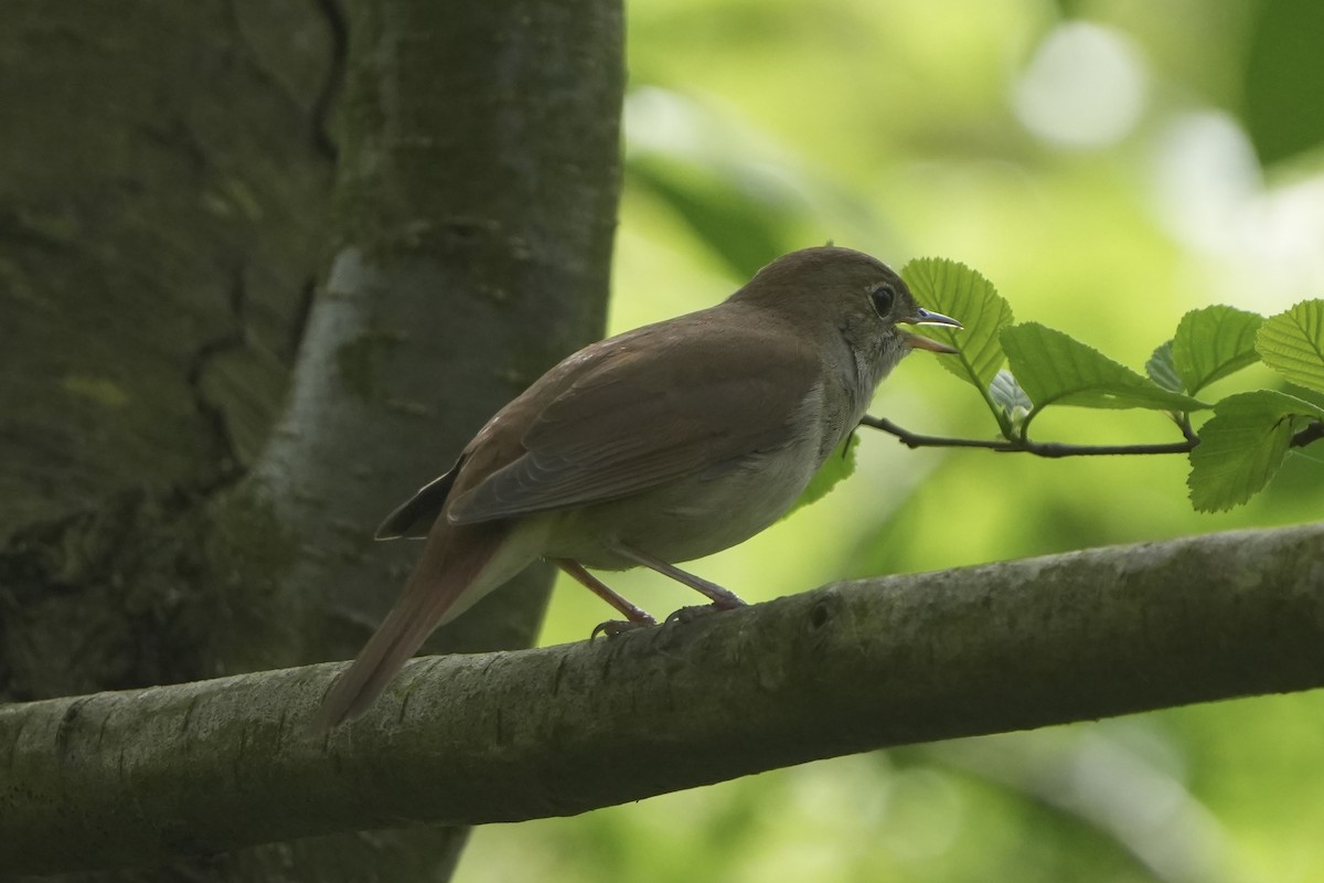 Common Nightingale - Michael Walter