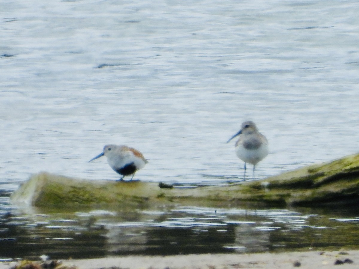 Dunlin - ML618102006