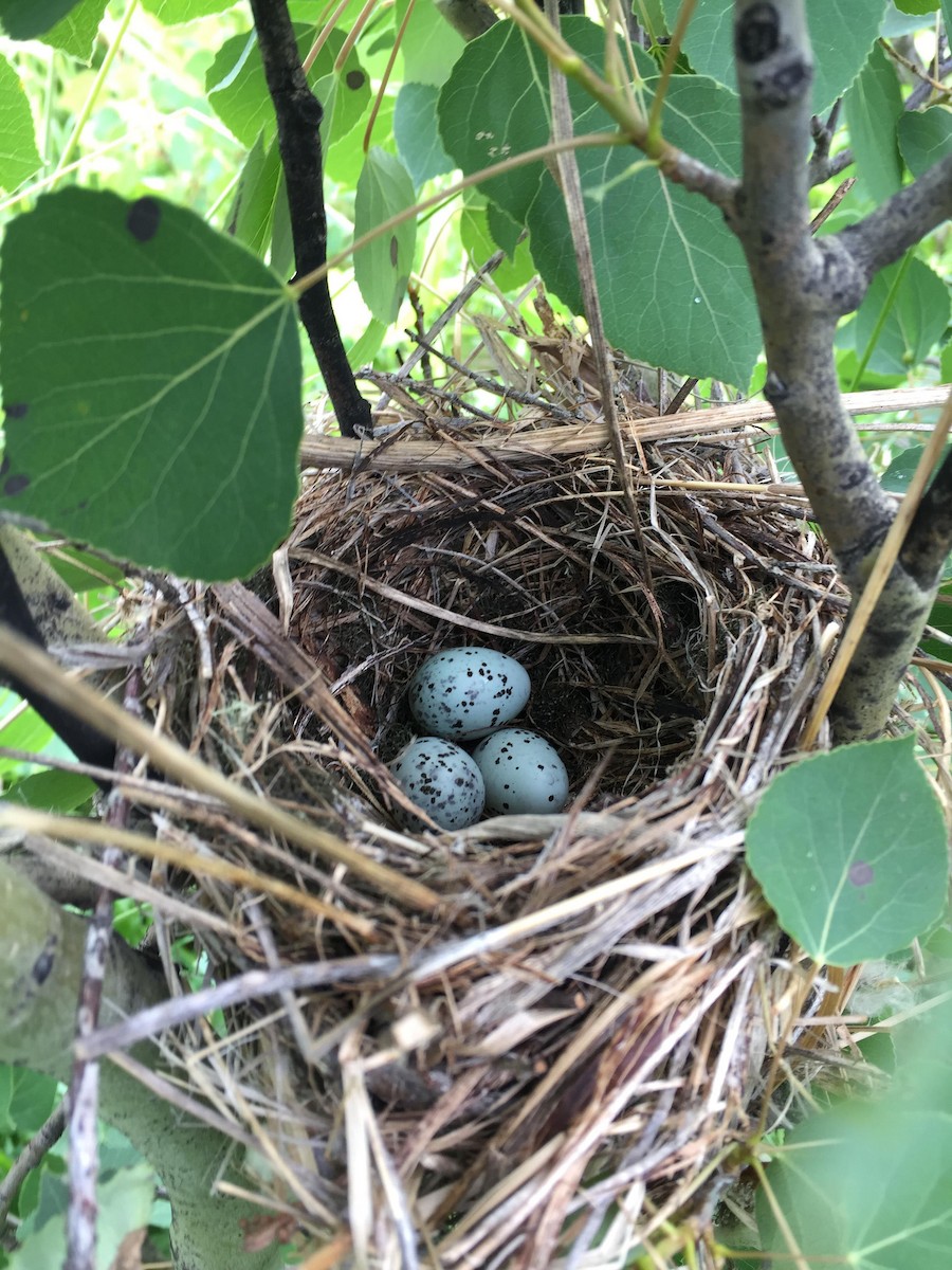 Cedar Waxwing - Wren Coxson