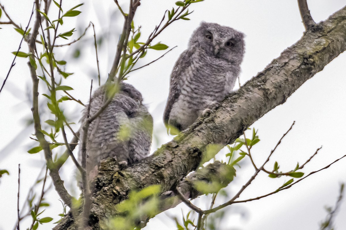 Eastern Screech-Owl - ML618102035