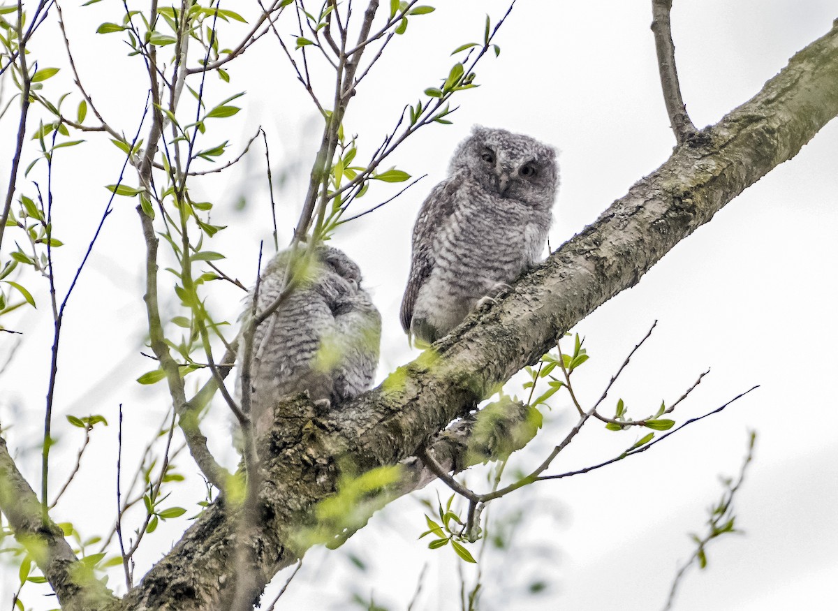 Eastern Screech-Owl - ML618102037