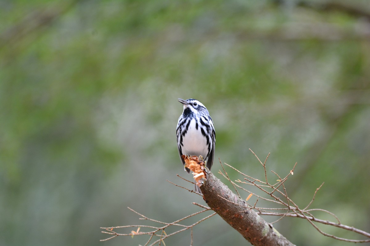 Black-and-white Warbler - Greg Watkevich