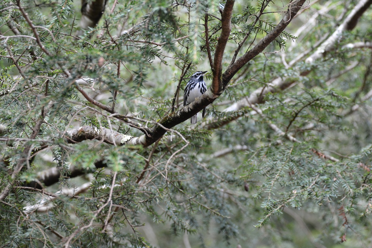 Black-and-white Warbler - Greg Watkevich