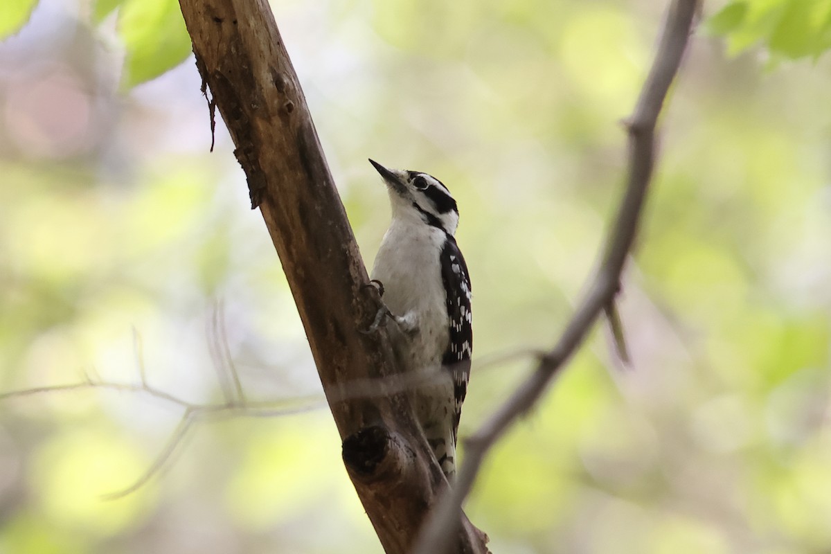 Downy Woodpecker - ML618102087