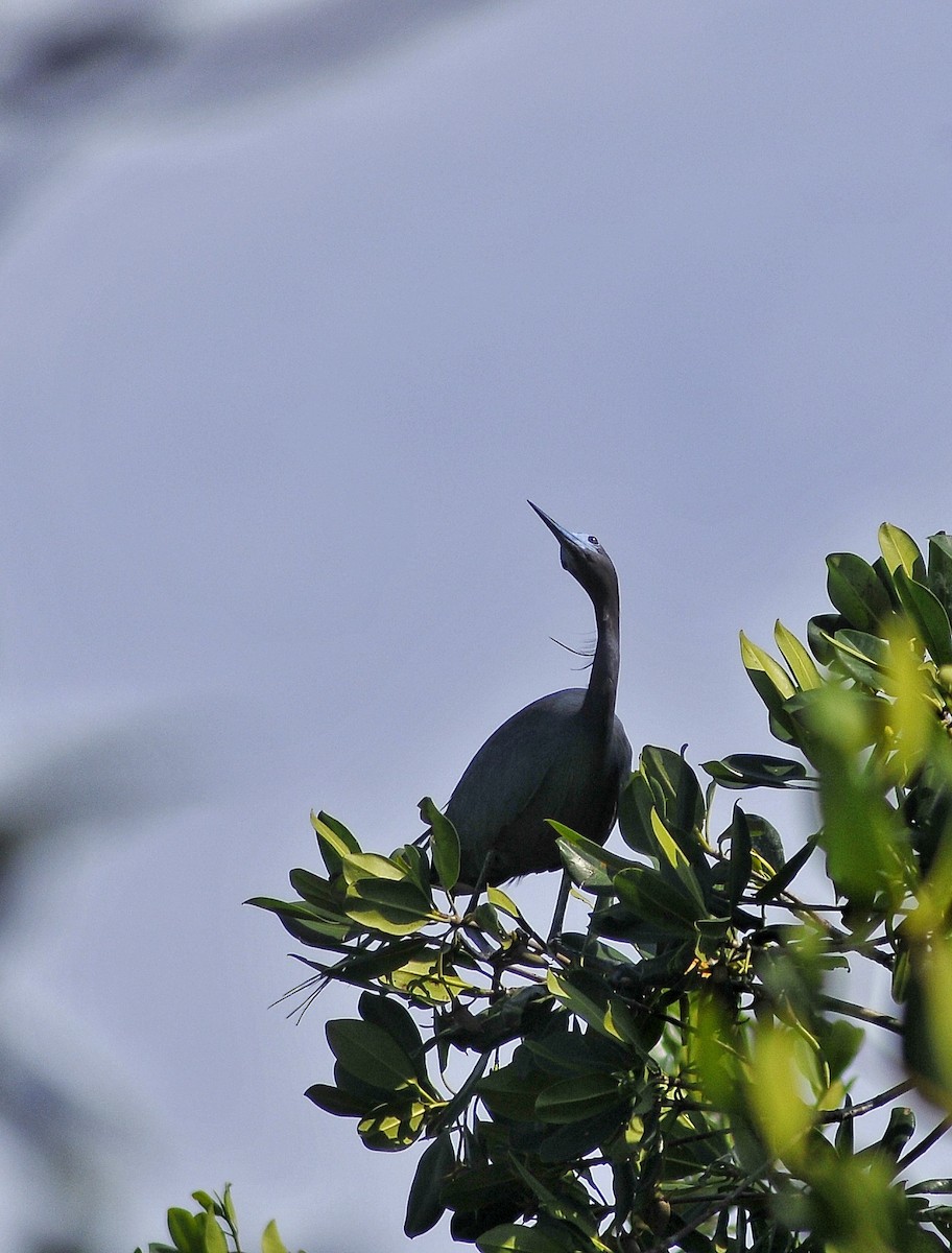 Little Blue Heron - ML618102107