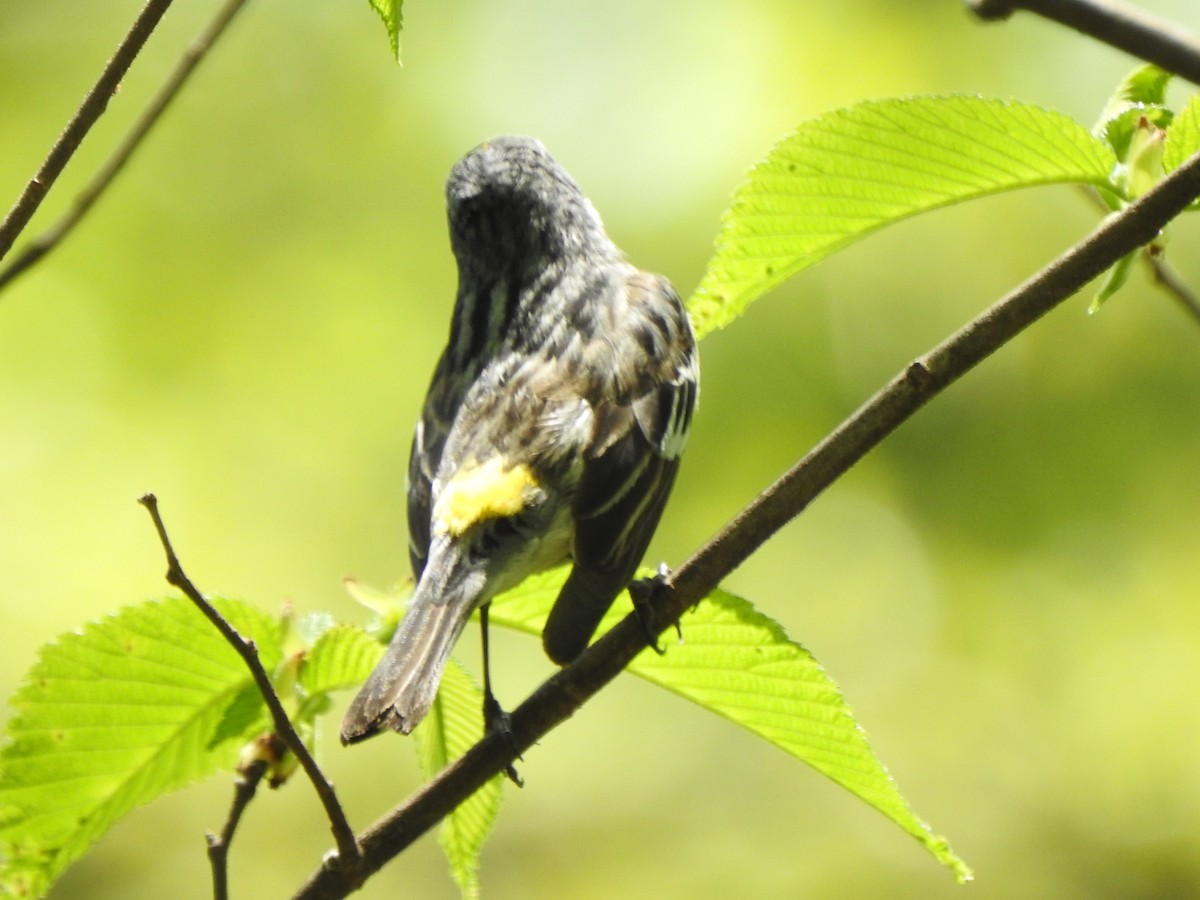 Yellow-rumped Warbler - Ron Marek