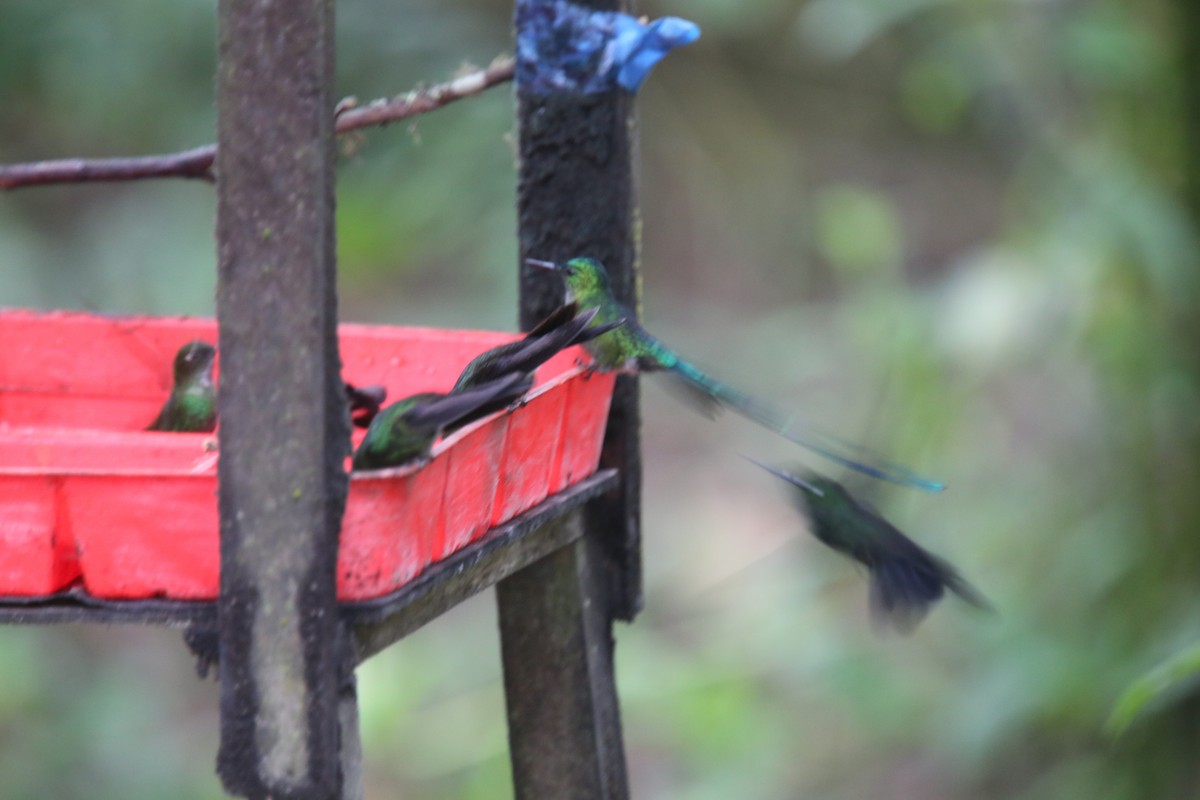 Long-tailed Sylph - Desmond Allen