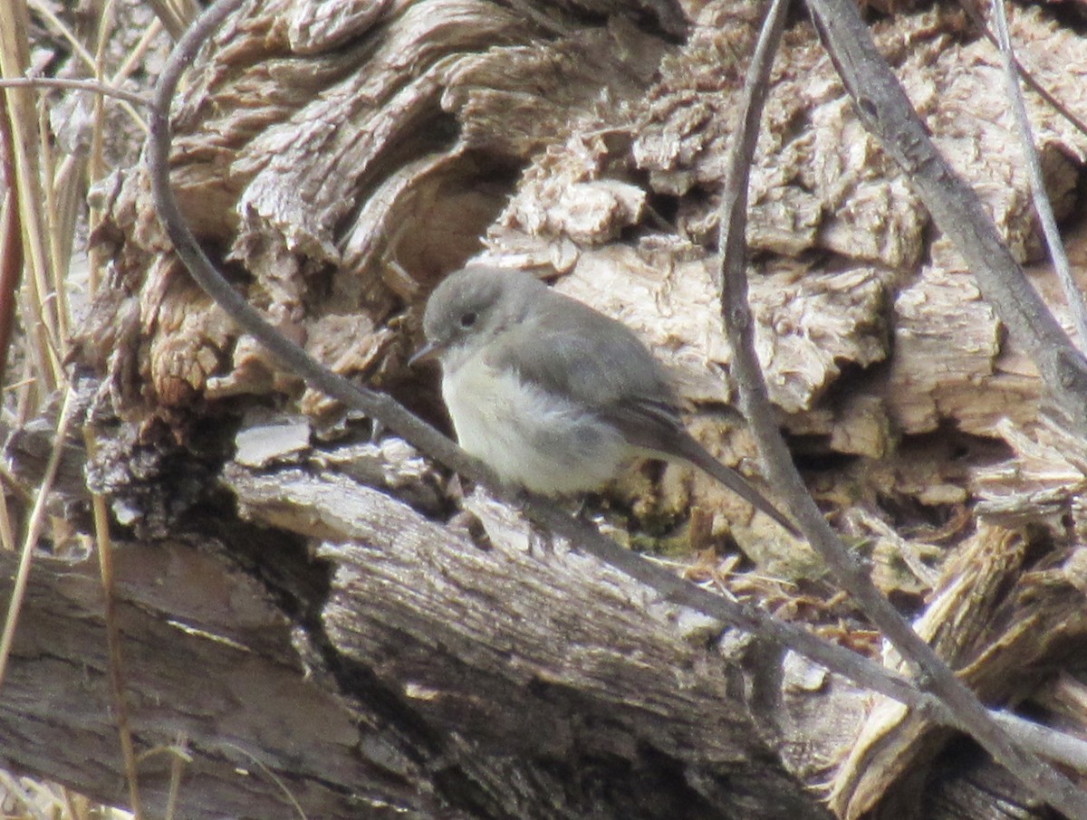 Gray Flycatcher - Laurel Armstrong