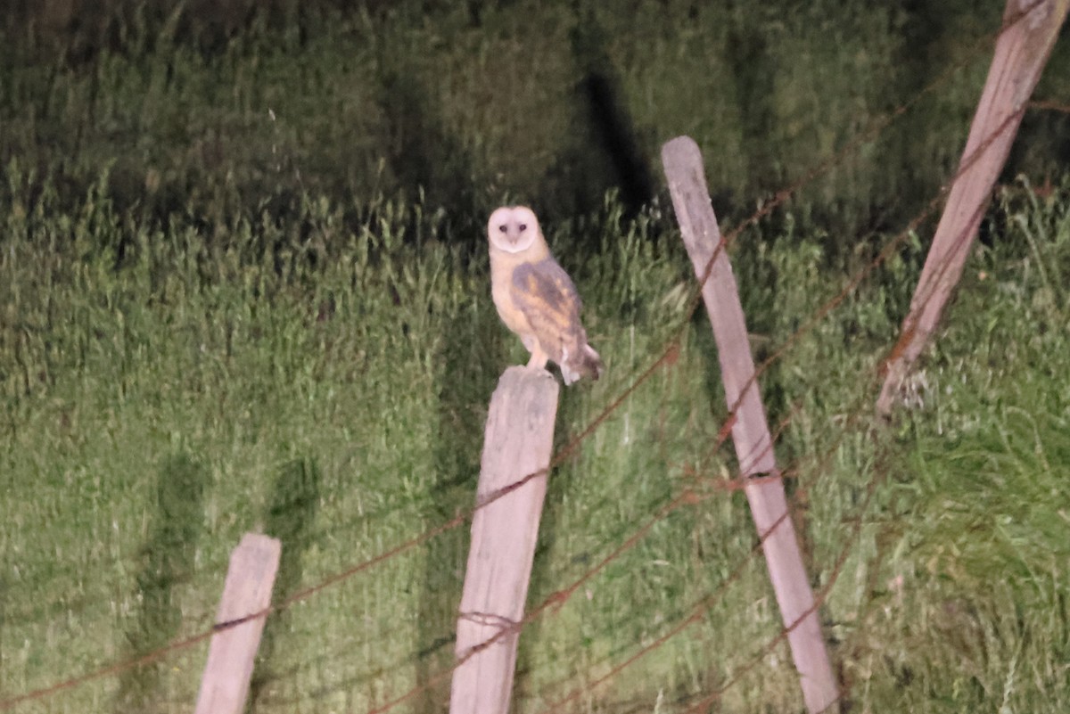 Barn Owl (American) - ML618102165