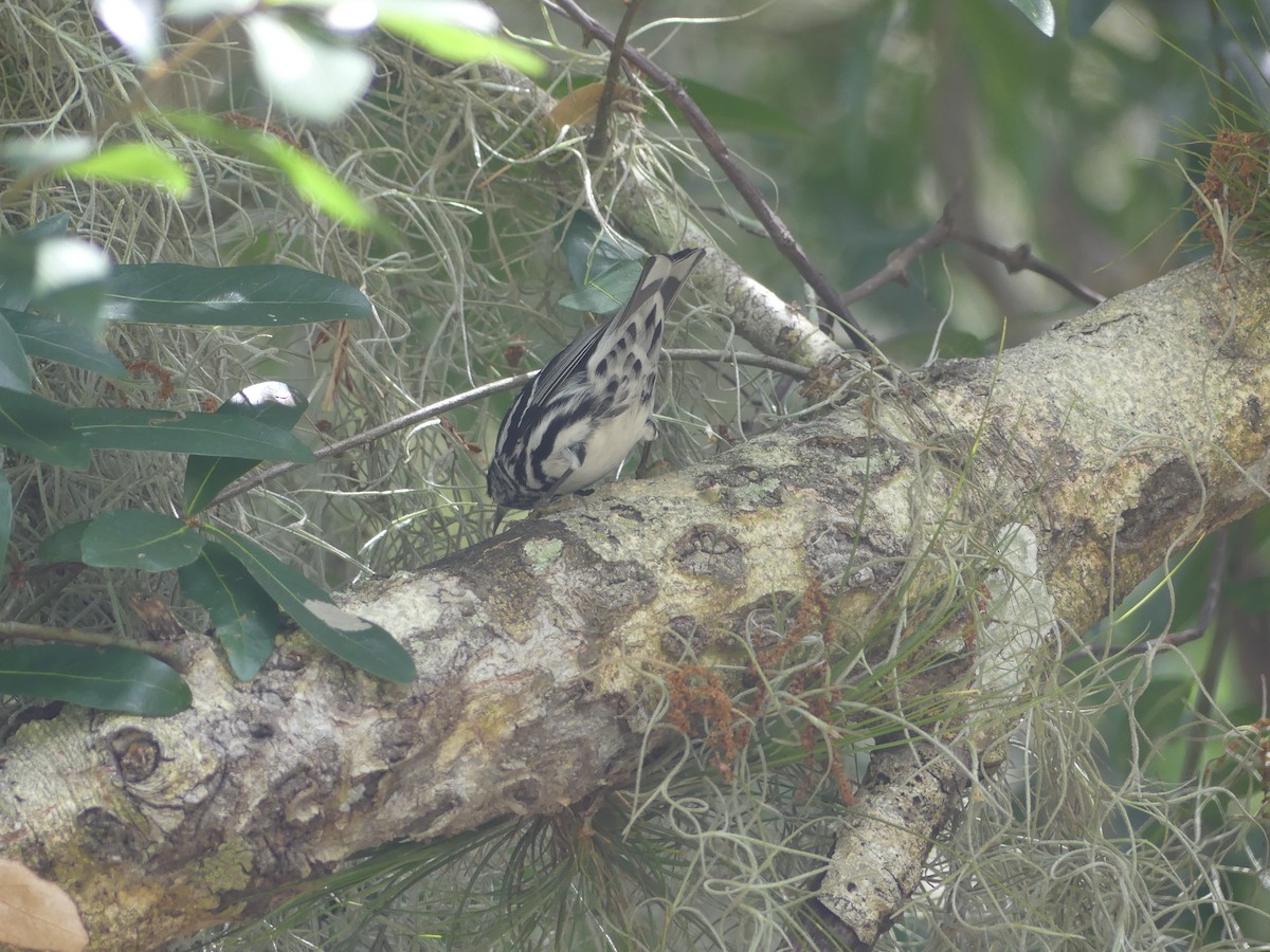 Black-and-white Warbler - Betty Holcomb