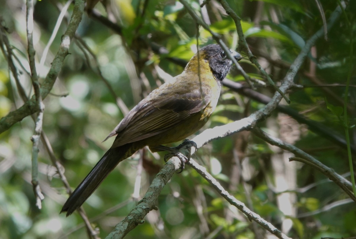 Crimson-collared Grosbeak - Iliana Stokes