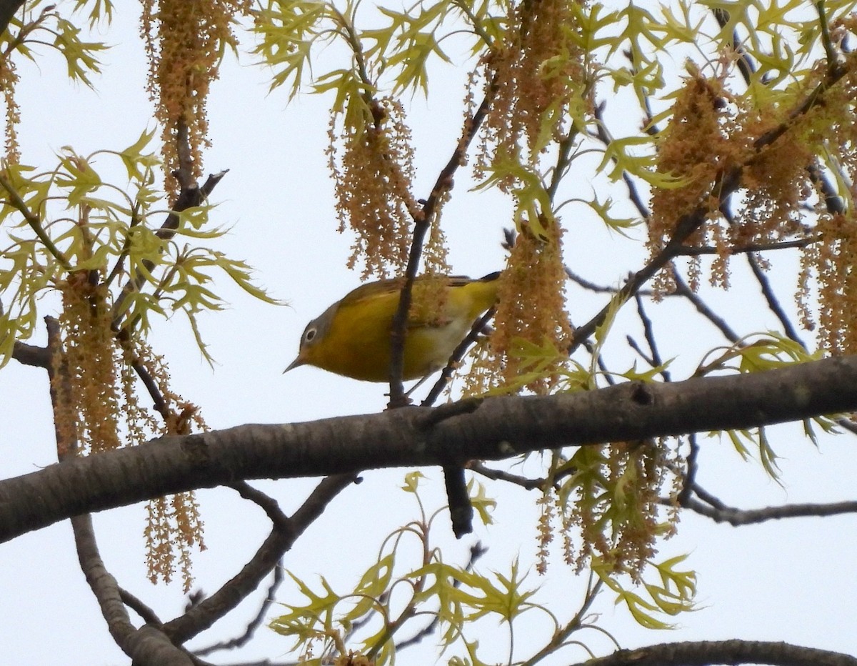 Nashville Warbler - Nick Dawson