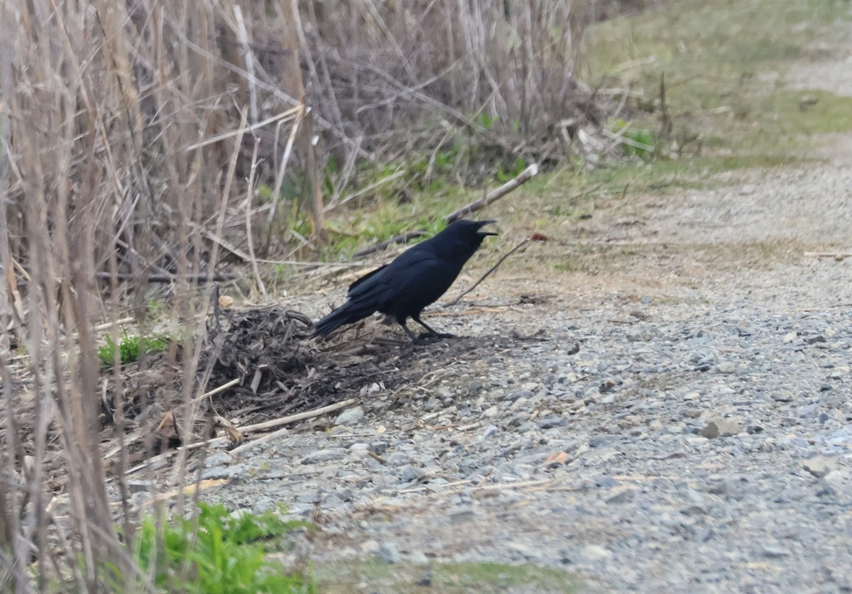 Fish Crow - Mathias Bitter