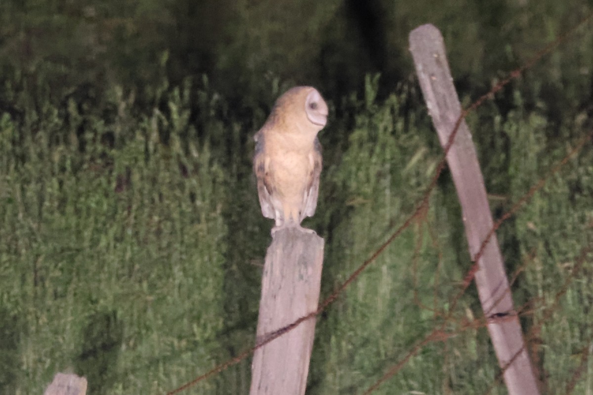 Barn Owl (American) - ML618102186