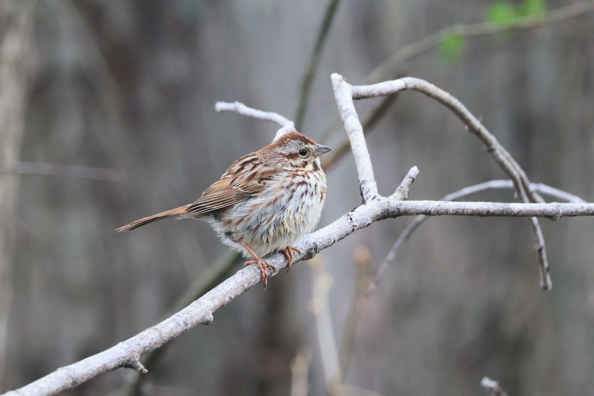 Song Sparrow - Mathias Bitter